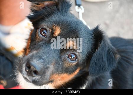 Gros plan détaillé d'un petit chien noir et bronzé aux yeux expressifs, regardant vers le haut en laisse pendant une promenade. Banque D'Images