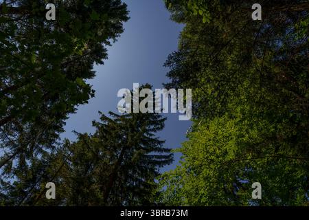 Vue vers le haut de la canopée de la forêt avec des arbres feuillus et conifères mélangés contre le ciel. Banque D'Images