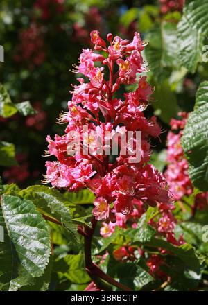 Châtaigne rouge, Aesculus carnea, Hippocastanacées. Aesculus × carnea, ou châtaigne rouge, est un arbre de taille moyenne et un hybride artificiel. Banque D'Images