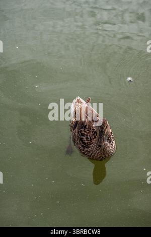 Canard colvert dans un étang du jardin Boboli à Florence, Italie Banque D'Images