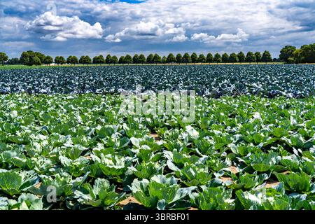 Agriculture, champs, culture du chou, chou rouge et chou blanc, près de Kempen sur le Bas-Rhin, Rhénanie du Nord-Westphalie, Allemagne Banque D'Images