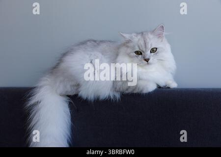 Un beau chat persan argenté se relaxant sur un canapé avec une expression sereine contre un mur gris doux dans un espace de vie lumineux Banque D'Images