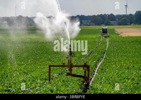 Irrigation artificielle avec un système d'arrosage sur un champ où les betteraves à sucre sont cultivées, enrouleur de tuyau, à l'ouest de Kerken, sur le Rhin inférieur, Rhénanie du Nord-Westp Banque D'Images