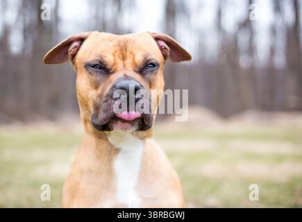 Un chien de race mixte Pit Bull Terrier se fait un drôle de visage, plissant et tirant la langue Banque D'Images