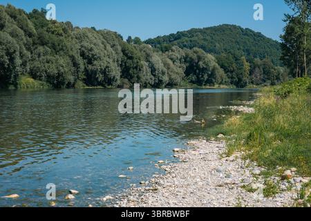 Vue sereine sur la rivière Drava près de Ptuj, avec de l'eau bleue calme qui coule entre des berges rocheuses et herbeuses. Des arbres verts denses bordent l'horizon sous un clair Banque D'Images