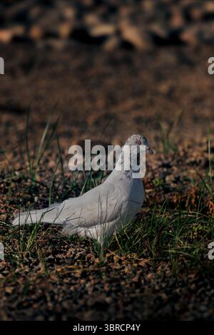 Pigeon rocher albinos Columba Livia marchant sur un sol sablonneux près de la côte de la mer Rouge en Arabie saoudite capturé dans une douce lumière dorée juste avant le coucher du soleil Banque D'Images