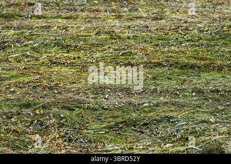 Vue large d'un champ d'herbe fraîchement coupée séchant sous le soleil d'été à la mi-juillet. Banque D'Images
