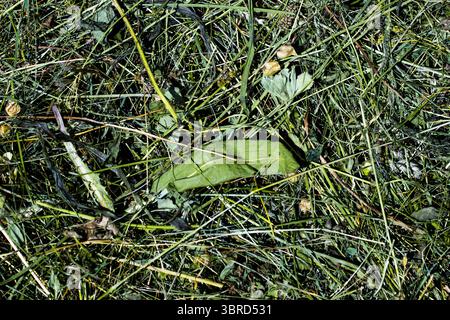 Gros plan de l'herbe tondue après la coupe du tracteur, séchant au soleil d'été dans un champ ouvert. Banque D'Images