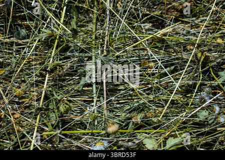 Gros plan de l'herbe fraîchement coupée laissée par un tracteur, séchant sous le soleil de juillet dans un champ rural. Banque D'Images