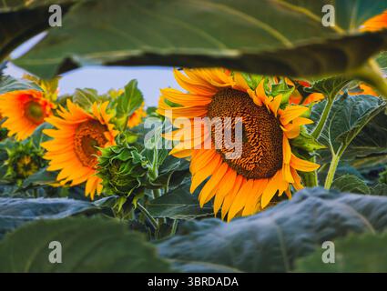 Tournesols sous cadre de feuillage, Călărași, Roumanie, 29 juin 2025 Banque D'Images