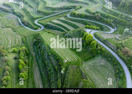 Vue aérienne de vignobles en terrasses descendant les collines ondulantes, entrecoupées par des routes sinueuses, créant une tapisserie de teintes vertes, sud-ouest de l'Allemagne, Bade-Württemberg, Allemagne. Banque D'Images