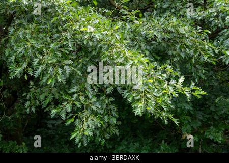 Turkey Oak ou Quercus Cerris en pleine feuille dans un parc public du nord-ouest de l'Angleterre. Banque D'Images