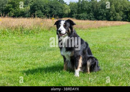 Belle jeune tricolore Border Collie en plein air dans la campagne sous le soleil d'été. Banque D'Images