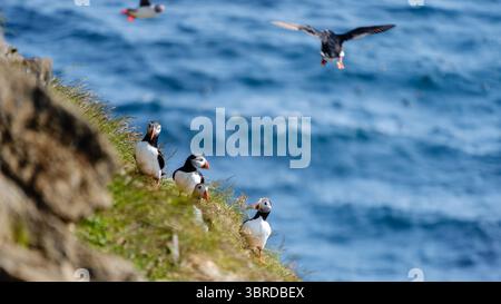 Les macareux colorés se rassemblent sur les corniches herbeuses de Raudanes point, surplombant l'océan Atlantique bleu profond. La scène animée capture la beauté de la faune islandaise dans un cadre estival en Islande Banque D'Images