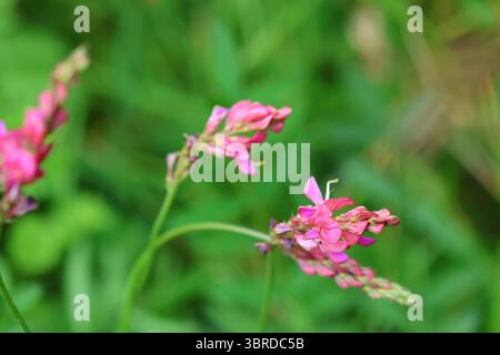 Fleur de sainfoin (Onobrychis viciifolia) dans un habitat naturel de prairie, gros plan montrant des pétales roses texturés et un flou vert, photographié en été. Banque D'Images