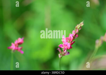 Fleur de sainfoin (Onobrychis viciifolia) dans un habitat naturel de prairie, gros plan montrant des pétales roses texturés et un flou vert, photographié en été. Banque D'Images