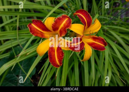 Deux superbes fleurs rouges et jaunes de jour (Hemerocallis) en pleine floraison estivale, placées sur un feuillage vert luxuriant dans un jardin britannique. Banque D'Images