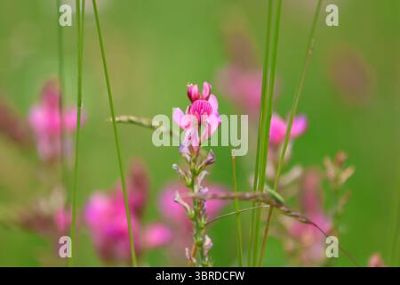 Gros plan de fleurs sauvages roses de Sainfoin debout dans l'herbe, avec une structure florale détaillée visible, un fond vert flou et une lumière naturelle du milieu de l'été Banque D'Images