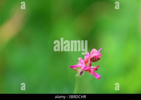Image macro de fleur rose de Sainfoin (Onobrychis viciifolia) avec détail de pétales visibles, sur fond vert flou, mi-été. Banque D'Images