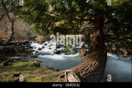 Arbre au-dessus de la rivière sur Covão da Ponte, Serra da Estrela, Portugal Banque D'Images