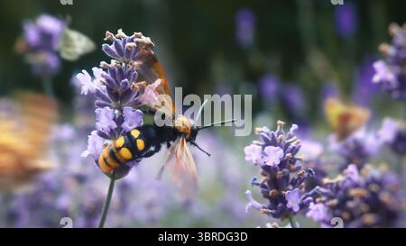 Une guêpe géante femelle Megascolia maculata en mouvement, volant de fleur en fleur, sur un fond de lavande et de papillons flottant Banque D'Images