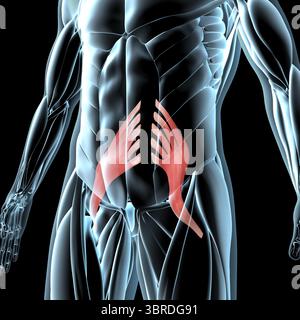 Cette illustration 3d montre une vue des muscles principaux du psoas sur la musculature de rayons X. Banque D'Images