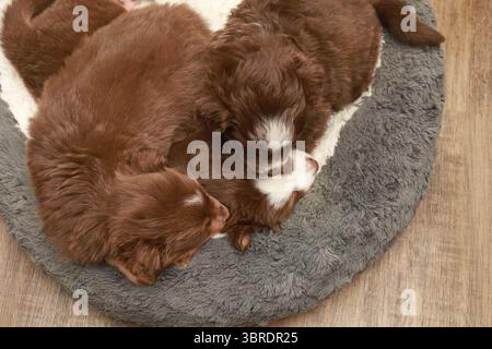 Trois chiots dorment sur un lit Banque D'Images