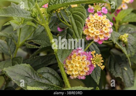 Fleurs roses et jaunes de lantana en fleurs, dans un jardin dans les montagnes orientales des Andes du centre de la Colombie, près de la réserve naturelle d'Iguaque. Banque D'Images