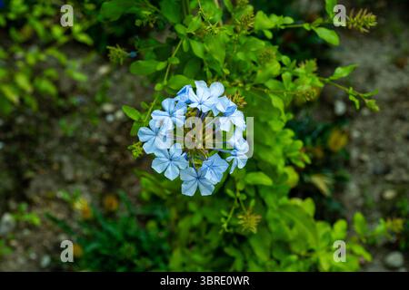 Le capitule d'un Plumbago Auriculata ou Bleu Azur Leadwort arbuste. Banque D'Images
