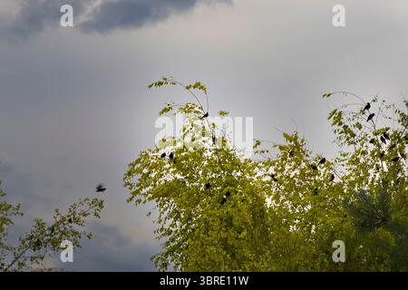 Silhouettes d'oiseaux en vol au-dessus de la cime des arbres feuillus avec un ciel nuageux nocturne en arrière-plan. Scène paisible de la nature capturant le mouvement et freedo Banque D'Images