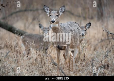 Une biche à queue blanche et deux faons marchant à travers la forêt. Banque D'Images