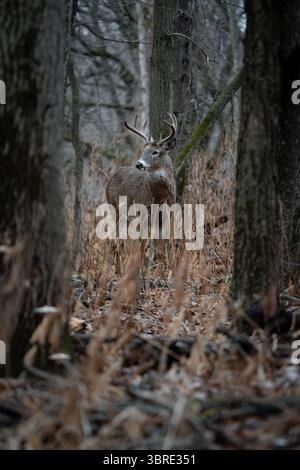 Un gros buck dans la forêt, encadré entre les arbres. Banque D'Images