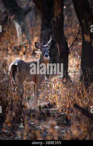 Un petit buck fait une pause en marchant dans la forêt en automne. Banque D'Images