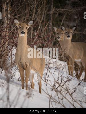 Trois cerfs de Virginie debout sur une colline enneigée. Banque D'Images