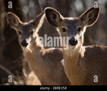 Une paire de curieux faons de cerf de Virginie debout à côté l'un de l'autre. Banque D'Images