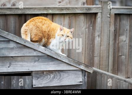 Portrait d'un chat gingembre assis sur un toit de hangar de jardin, Royaume-Uni. Banque D'Images