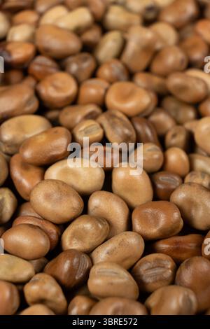 Macro de haricots vicia faba crus secs entiers non cuits Banque D'Images