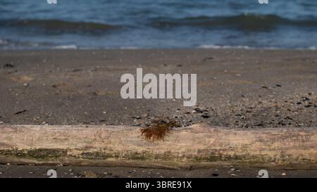 Algues échouées sur un morceau de bois flotté couché sur la plage de Marina di Ravenna, Italie, juillet 2025. La scène naturelle avec du sable, des vagues et de la côte Banque D'Images