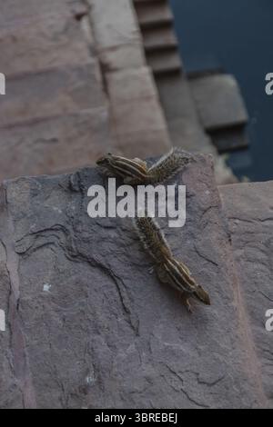 Vue de deux écureuils perchés sur une surface rocheuse texturée près des marches menant à l'eau sombre, créant un contraste entre la faune et l'architecture, Jodhpur, Rajasthan, Inde. Banque D'Images