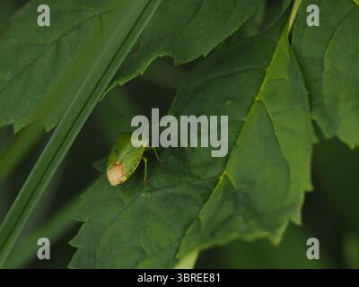Insecte de bouclier vert reposant sur une feuille verte. Banque D'Images