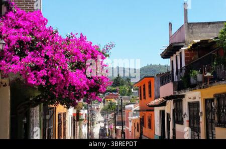 Maisons colorées au Chiapas, Mexique avec de grands bougainvilliers roses Banque D'Images