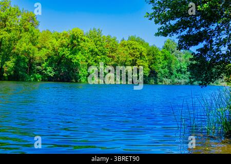 Paysage d'été lumineux d'une rivière bleue calme entourée d'une forêt verte dense sous un ciel bleu clair. Reflets et couleurs vibrantes dominent le natura Banque D'Images