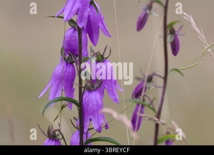 Gros plan de Bellflower géant (Campanula latifolia) avec des fleurs violettes vives sur de grandes tiges. Prairie alpine sauvage, Alpes suisses, photographiée en été. Banque D'Images