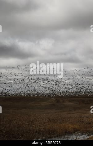 Énorme troupeau d'oies des neiges décollant dans des nuages sombres frappants dans des champs fermiers ouverts. Photo paysage. Moody. Banque D'Images
