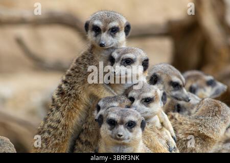 Groupe de suricates debout sur la garde et blottis ensemble, observant leur environnement avec des expressions curieuses Banque D'Images