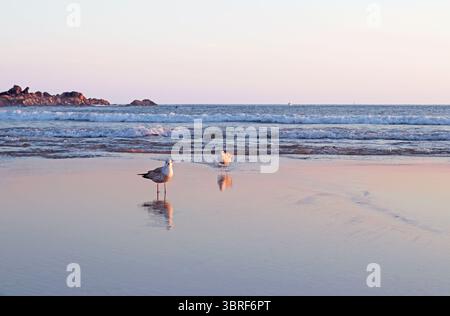 Deux oiseaux marchant à travers la surface réfléchissante de la plage sous la lumière douce du coucher du soleil avec le ciel pastel. Ambiance côtière calme. Idéal pour les séjours saisonniers, romantiques, de voyage, ou Banque D'Images
