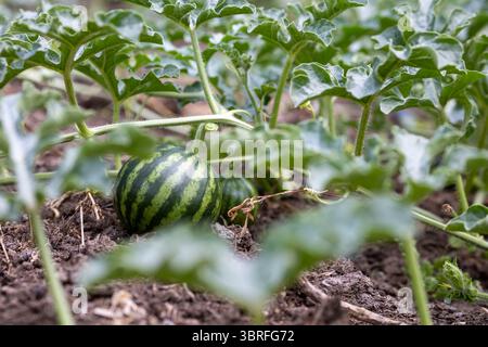 Pastèque non mûre poussant dans un potager, entourée de feuilles vertes Banque D'Images