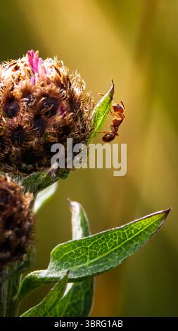 Bourgeon de bleuet (centaurea cyanus) avec fourmi, fond, gros plan, Cambois, Northumberland juillet 2025 Banque D'Images