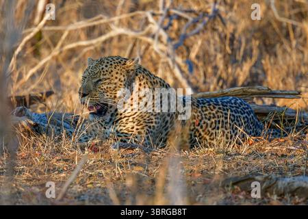 Léopard soleil dans le soleil de début de soirée Banque D'Images