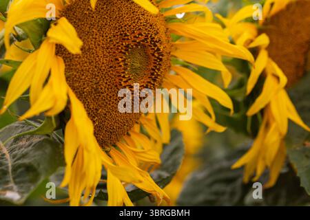 Tournesol lumineux face à la caméra avec des pétales détaillés et le centre, entouré d'un champ de tournesols flous, tourné en plein jour naturel Banque D'Images